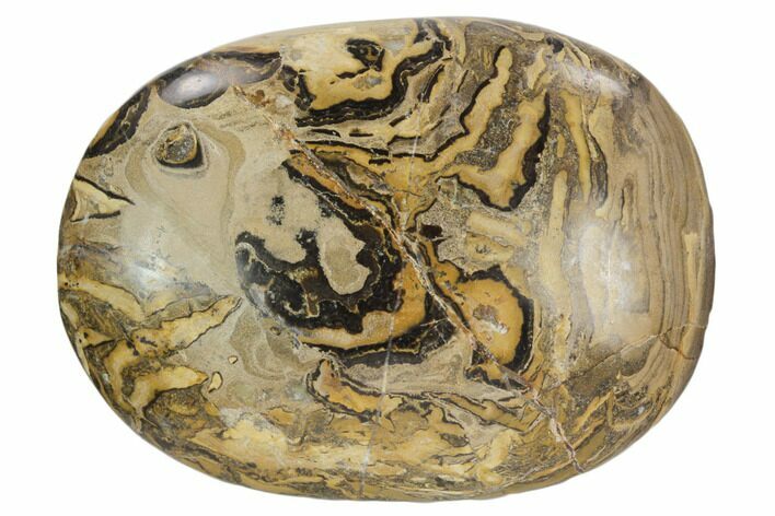 Polished Stromatolite (Greysonia) Pebble - Bolivia #126350
